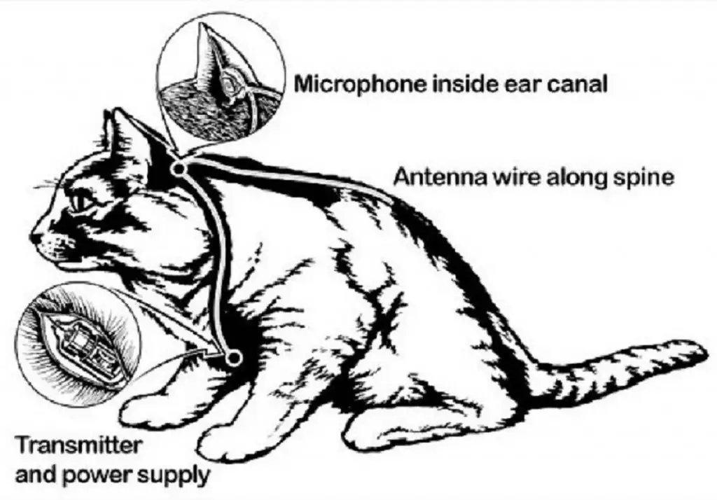 Você Sabia que a CIA Tentou Usar Gatos como Espiões?